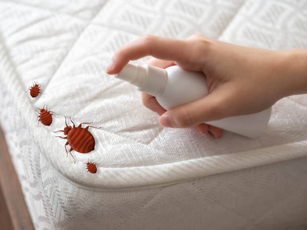 Best Spider Control Near Me  in Worthgton, IN