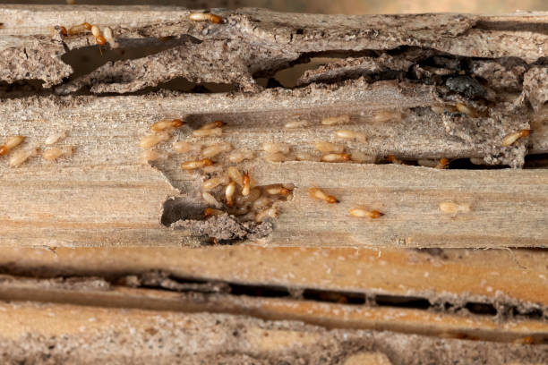 Best Affordable Pest Control Services  in Worthgton, IN